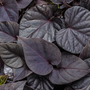 Kép 2/2 - Ipomoea batatas / Édesburgonya (sötét levelű)
