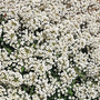 Kép 2/2 - Lobularia maritima / Mézvirág, illatos ternye
