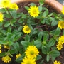 Kép 1/2 - Sanvitalia procumbens / Tömpevirág
