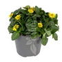 Kép 2/2 - Sanvitalia procumbens / Tömpevirág