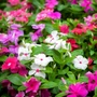 Kép 1/2 - Cataranthus roseus / Rózsameténg