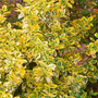 Kép 2/2 - Euonymus fortunei 'Emerald 'n Gold' / Arany-tarka levelű terülő kecskerágó