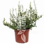 Kép 1/2 - Euonymus fortunei 'Emerald 'n Gold' / Arany-tarka levelű terülő kecskerágó