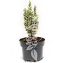 Kép 1/2 - Euonymus japonicus 'White Spire' / Japán kecskerágó