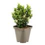 Kép 1/3 - Euonymus japonicus 'Paloma Blanca' / Japán kecskerágó