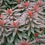 Kép 2/2 - Euphorbia amygdaloides 'Ruby glow' / Bíbor levelű kutyatej