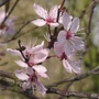 Kép 3/3 - Prunus cerasifera 'Nigra' / Vérszilva fa