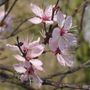 Kép 3/3 - Prunus cerasifera 'Nigra' / Vérszilva (földlabdás)