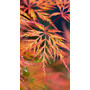 Kép 3/3 - Acer palmatum 'Emerald Lace' / 'Emerald Lace' Japán juhar