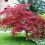 Kép 2/3 - Acer palmatum 'Atropurpureum' / Vörös levelű japán juhar