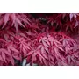 Kép 3/3 - Acer palmatum 'Atropurpureum' / Vörös levelű japán juhar