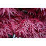 Kép 3/3 - Acer palmatum 'Atropurpureum' / Vöröslevelű japán juhar