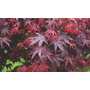 Kép 3/3 - Acer palmatum 'Bloodgood' / Bordó levelű japán juhar