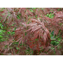 Kép 3/3 - Acer palmatum dissectum 'Garnet' / Vörös szeldelt levelű japán juhar