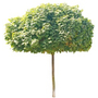 Kép 1/2 - Acer platanoides 'Globosum' / Gömb juhar (földlabdás)