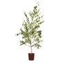 Kép 2/3 - Betula pendula 'Purpurea' / Vörös levelű nyírfa