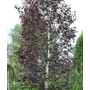 Kép 2/3 - Betula pendula 'Purpurea'