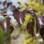 Kép 3/3 - Betula pendula 'Purpurea' / Vörös levelű nyírfa