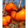 Kép 2/2 - Diospyros kaki 'Tipo' / Datolyaszilva