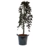 Kép 1/2 - Fagus sylvatica 'Purpurea pendula' / Csüngő vörös bükk