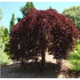 Kép 2/2 - Fagus sylvatica 'Purpurea pendula' / Csüngő vörös bükk