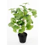 Kép 1/2 - Ginkgo biloba / Páfrányfenyő