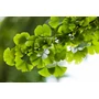 Kép 2/2 - Ginkgo biloba / Páfrányfenyő