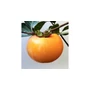 Kép 2/2 - Diospyros kaki 'Mela' / Datolyaszilva