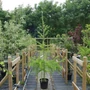 Kép 3/3 - Larix decidua / Vörösfenyő