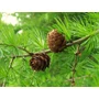 Kép 2/3 - Larix decidua / Vörösfenyő