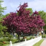 Kép 1/2 - Malus purpurea 'Eleyi' / Díszalma