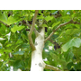 Kép 2/2 - Platanus x acerfolia / Juhar levelű platán