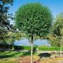 Kép 2/2 - Prunus fruticosa 'Globosa' / Gömb csepleszmeggy (földlabdás)