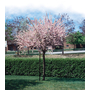 Kép 1/2 - Prunus triloba 'Multiplex' / Teltvirágú babarózsa