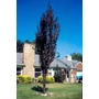 Kép 2/3 - Prunus cerasifera 'Crimson Pointe'