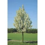 Kép 2/2 - Pyrus calleryana 'Chantileer'