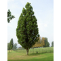 Kép 1/2 - Quercus robur 'Fastigiata' / Oszlopos kocsányos tölgy