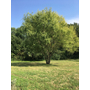 Kép 2/3 - Salix babylonica var. pekinensis 'Tortuosa' / Csavart fűz