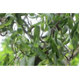 Kép 3/3 - Salix babylonica var. pekinensis 'Tortuosa' / Csavart fűz