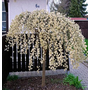 Kép 2/2 - Salix caprea pendula 'Kilmarnock' / Csüngő barkafűz (tm.: 150 cm)