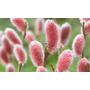 Kép 3/3 - Salix gracilistyla 'Mount aso' / Rózsaszín fűz