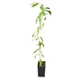 Kép 5/5 - Salix babylonica var. pekinensis 'Tortuosa' / Csavart fűzfa