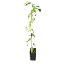 Kép 1/3 - Salix babylonica var. pekinensis 'Tortuosa' / Csavart fűz