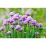 Kép 2/2 - Allium schoenoprasum / Snidling, metélőhagyma