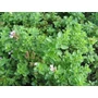 Kép 2/2 - Origanum vulgare / Oregánó