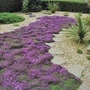 Kép 2/2 - Thymus serpyllum 'Magic carpet'