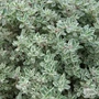 Kép 2/2 - Thymus x citriodorus 'Silver Queen'