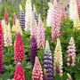 Kép 1/2 - Lupinus polyphyllus / Csillagfürt