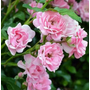 Kép 2/3 - Rosa 'The Fairy' / Halvány rózsaszín virágszínű talajtakaró rózsa
