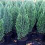 Kép 2/2 - Chamaecyparis lawsoniana 'Ellwoodii' / Oregoni hamisciprus